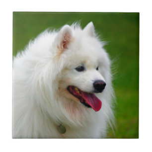 Glücklich, Sie zu sehen, Samoyedeckzahnhaustier z Fliese
