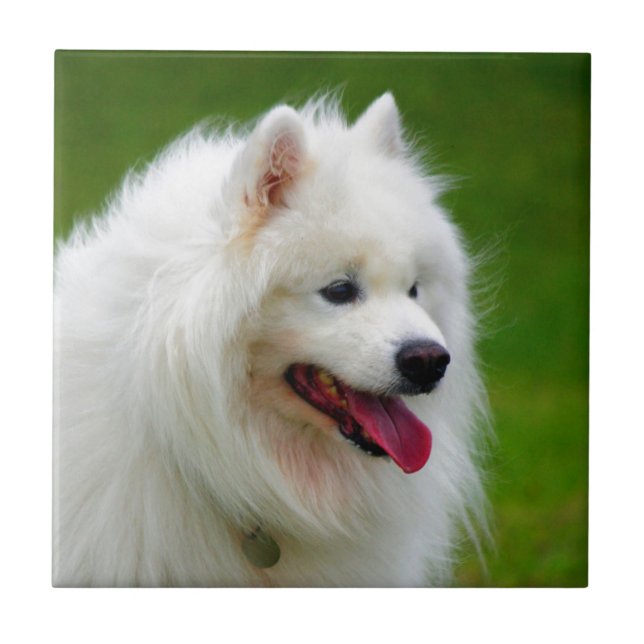 Glücklich, Sie zu sehen, Samoyedeckzahnhaustier zu Fliese (Vorderseite)
