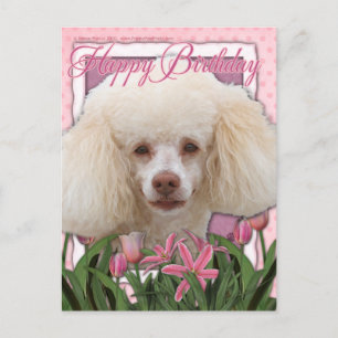 Glücklich zum Geburtstag - Poodle Postkarte