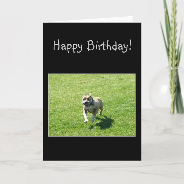 Glückliche Bithday Pitbull Grußkarte Karte (Vorderseite)