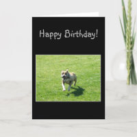 Glückliche Bithday Pitbull Grußkarte