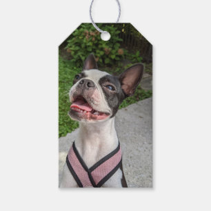 Glückliche Boston-Terrier-Fotografie Geschenkanhänger