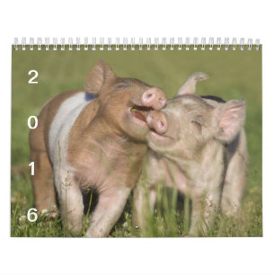 Glückliche Ferkel - Schwein-Kalender 2016 Kalender