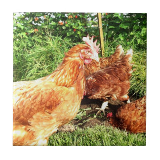 Glückliche freie Strecke Exbatterie Hühner Fliese