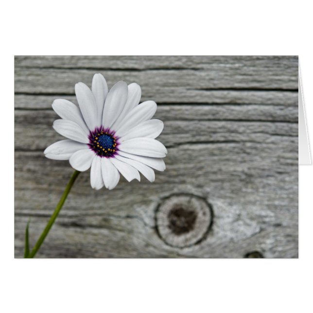 Glückliche Gedanken (Vorderseite (Horizontal))