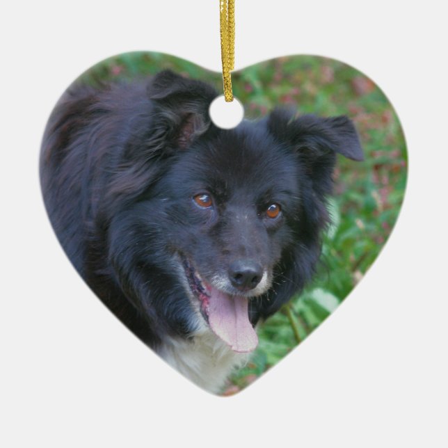 Glückliche Gesichts-Border-Collie-Hundeverzierung Keramikornament (Vorne)