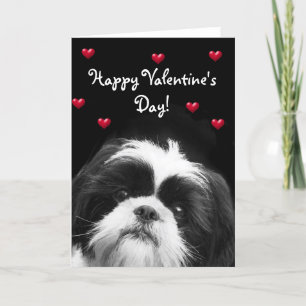 Glückliche Grußkarte ValentinstagShih Tzu Feiertagskarte