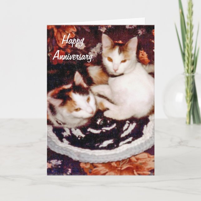 Glückliche Jahrestags-Katzen-Karte Karte (Vorderseite)