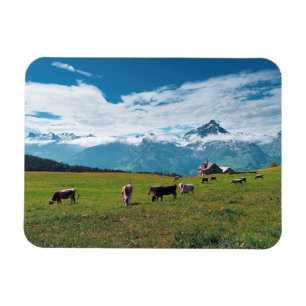 Glückliche Kühe auf dem Bauernhof in der Schweiz Magnet