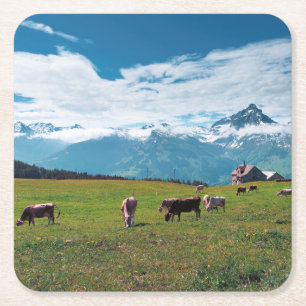 Glückliche Kühe auf dem Bauernhof in der Schweiz Rechteckiger Pappuntersetzer