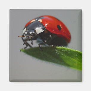 Glückliche Marienkäfer-Geschenk-Ideen Magnet