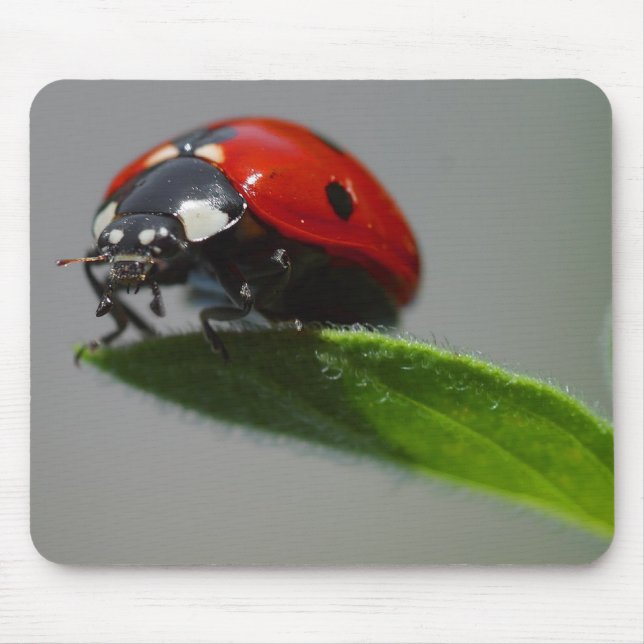 Glückliche Marienkäfer-Liebhabergeschenke Mousepad (Vorne)