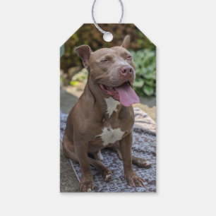 Glückliche Pit Bull Fotografie Geschenkanhänger