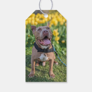 Glückliche Pit Bull Fotografie  Geschenkanhänger