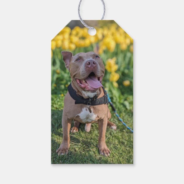 Glückliche Pit Bull Fotografie  Geschenkanhänger (Vorderseite)