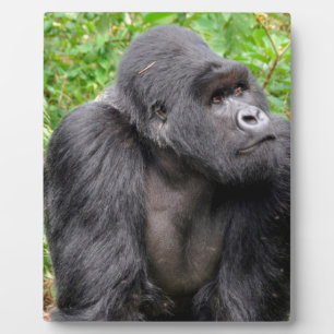 Glücklicher Affe Fotoplatte