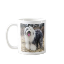 Glücklicher alter englischer Schäferhund Fluffiges