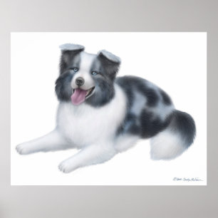 Glücklicher blauer Merle Border-Collie-Hundedruck Poster