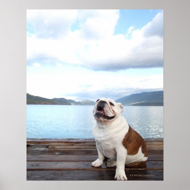 glücklicher Bullenhund sitzt auf Deck am See Poster (Vorne)
