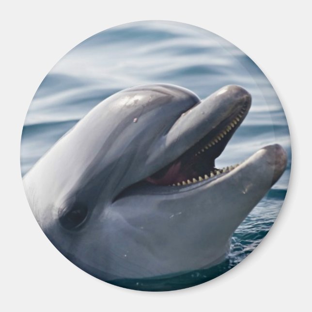Glücklicher Delfin Nahaufnahme über blauem Wasser Magnet (Vorne)