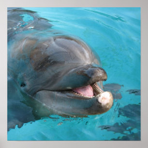 Glücklicher Delphin Poster