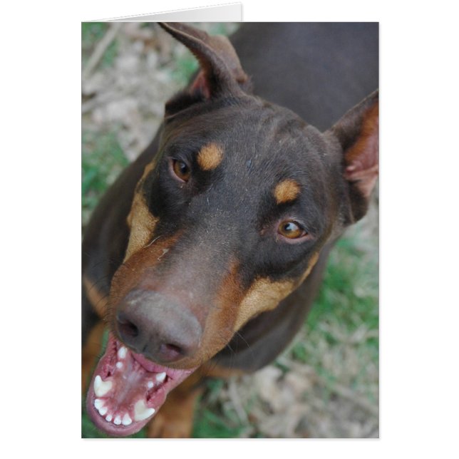 Glücklicher Dobermann (Vorne)