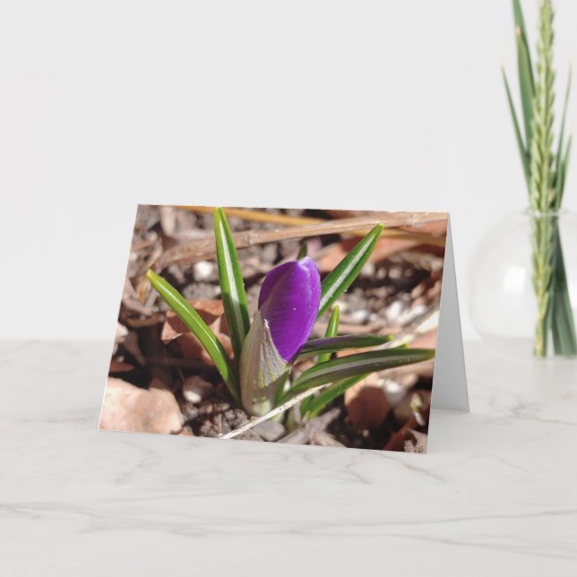 Glücklicher Frühling! Lila Crocus Karte (Vorderseite)
