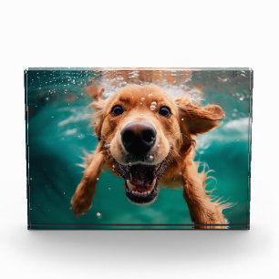 Glücklicher Golden Retriever Schwimmt Unterwasser Fotoblock