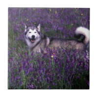 Glücklicher heiserer Hund