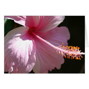 Glücklicher Hibiskus