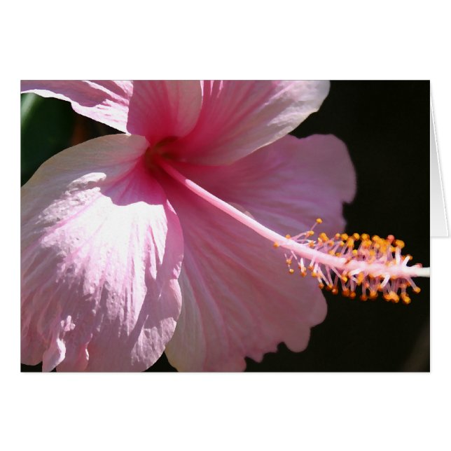 Glücklicher Hibiskus (Vorderseite (Horizontal))