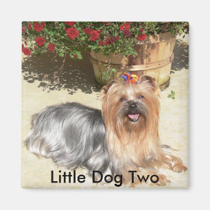 glücklicher Hund, kleiner Hund zwei - besonders Magnet
