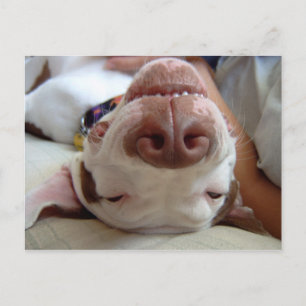 Glücklicher Hund Postkarte