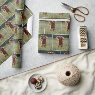 Glücklicher Irischer Setter läuft mit einem Stock Geschenkpapier
