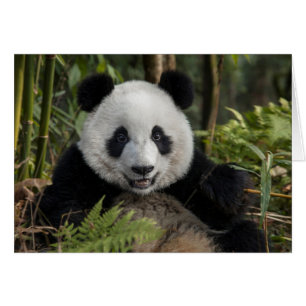 Glücklicher junger Panda, China