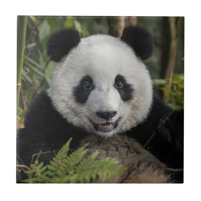 Glücklicher junger Panda, China Fliese (Vorderseite)