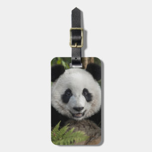 Glücklicher junger Panda, China Gepäckanhänger