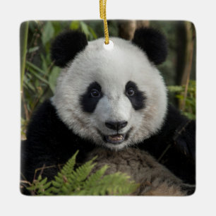 Glücklicher junger Panda, China Keramikornament