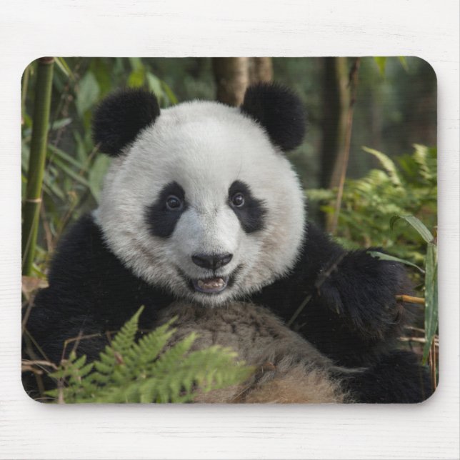 Glücklicher junger Panda, China Mousepad (Vorne)