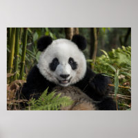 Glücklicher junger Panda, China