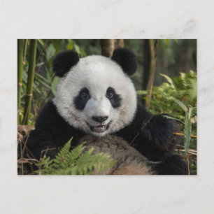 Glücklicher junger Panda, China Postkarte