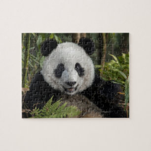 Glücklicher junger Panda, China Puzzle