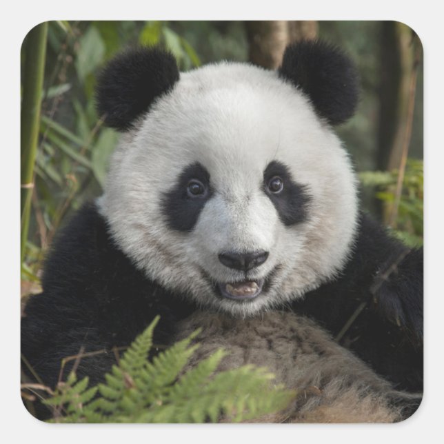 Glücklicher junger Panda, China Quadratischer Aufkleber (Vorderseite)