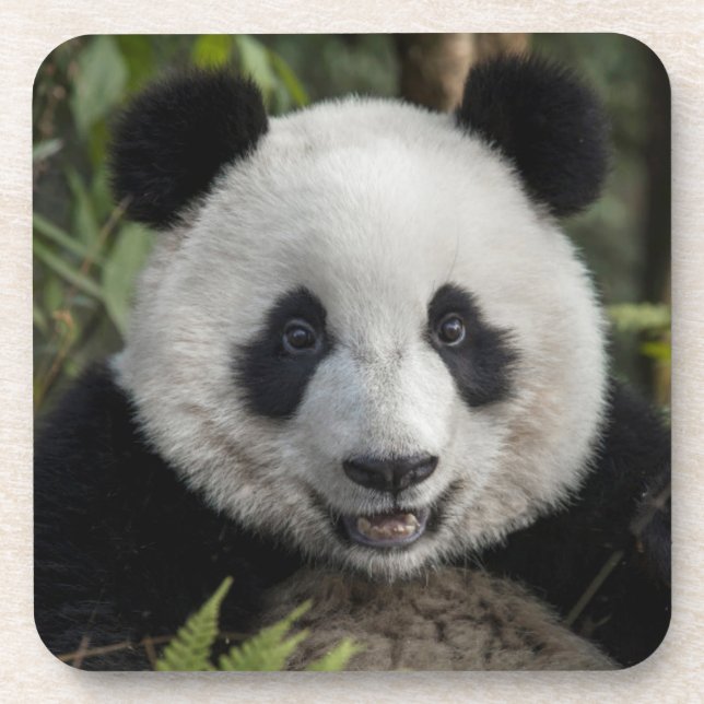 Glücklicher junger Panda, China Untersetzer (Vorderseite)