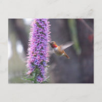 Glücklicher Kolibri