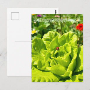 Glücklicher Marienkäfer Postkarte