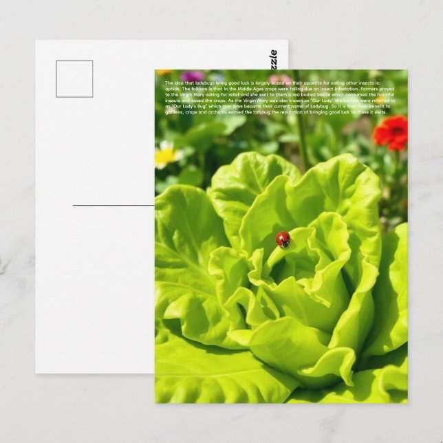 Glücklicher Marienkäfer  Postkarte (Vorne/Hinten)