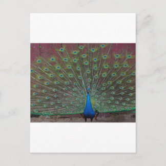 glücklicher Pfau Postkarte