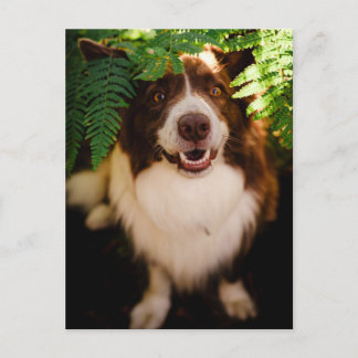 Glücklicher roter Border Collie schaut durch Farne Postkarte
