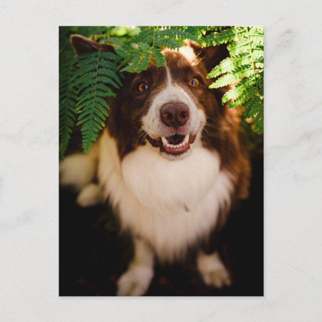 Glücklicher roter Border Collie schaut durch Farne Postkarte (Vorderseite)